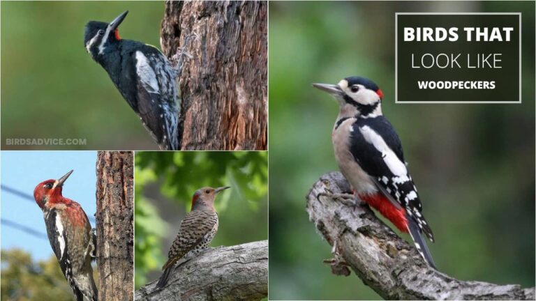 10 Birds That Look Like Woodpeckers | Downy Woodpecker