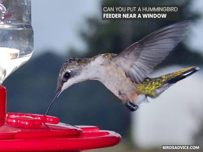 9 Best Window Hummingbird Feeder Birds Advice