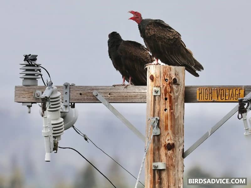 Do Vultures Always Eat Dead Animals?