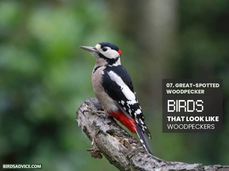 10 Birds That Look Like Woodpeckers Downy Woodpecker