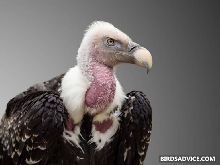 Why Are Vultures Scavengers? Birds Advice