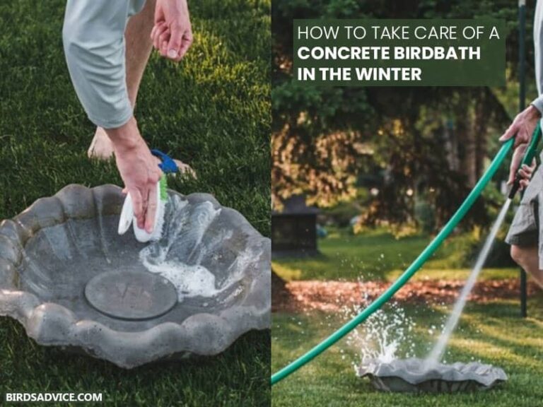 How To Winterize A Concrete Birdbath? Birds Advice