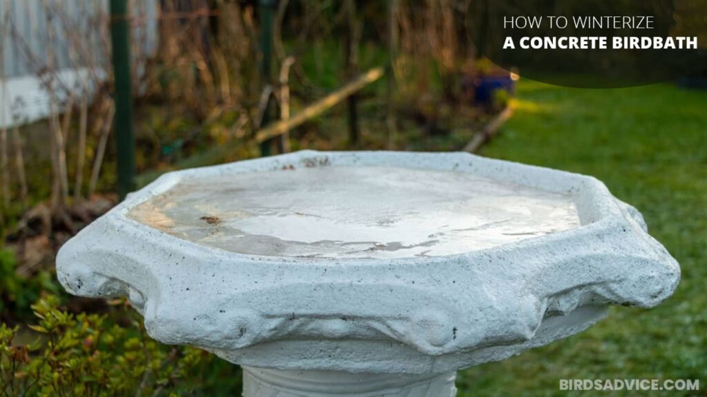 How To Winterize A Concrete Birdbath? Birds Advice