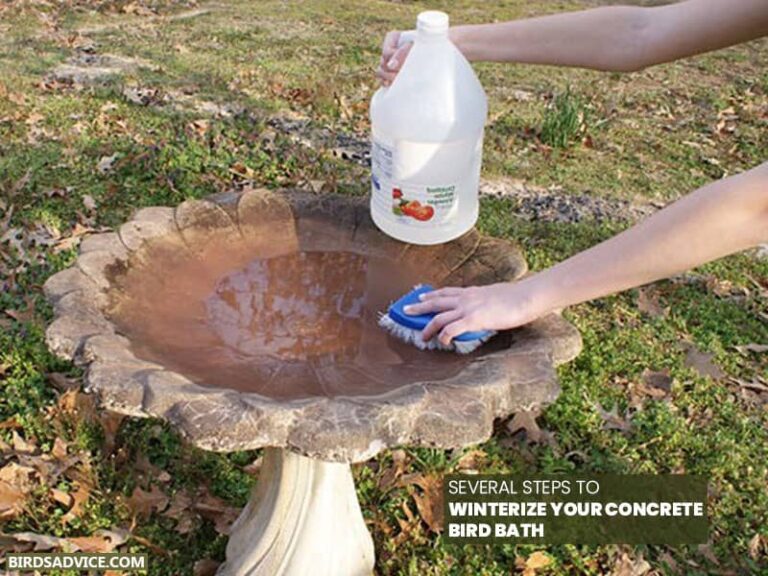 How To Winterize A Concrete Birdbath? Birds Advice