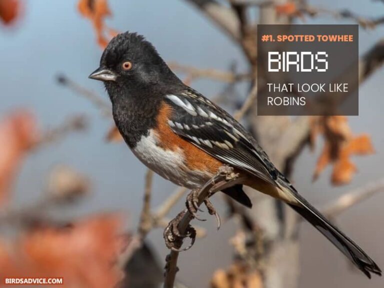 5 Birds That Look Like Robins Birds Advice