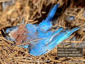 Why Do Bluebirds Abandon Their Eggs? Birds Advice