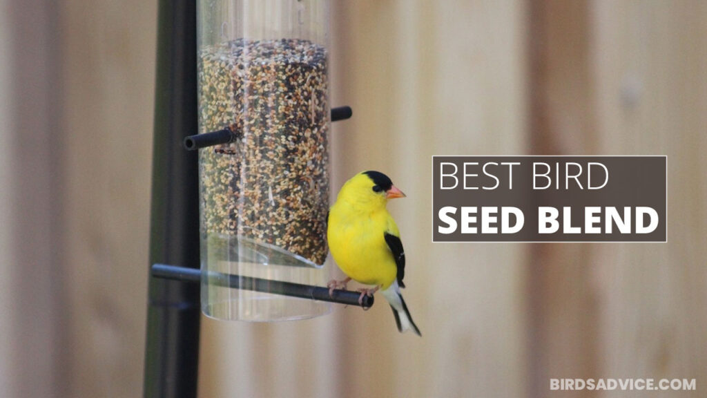 7 Best Bird Seed Blend Birds Advice