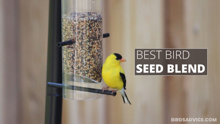 7 Best Bird Seed Blend | Birds Advice