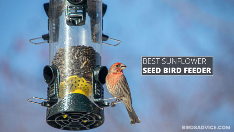 thumbnail image 2 of Cast Iron Round Sunflower Bird Bath Water Seed Feeder – Set Of 5, Freestanding, 75 Cm 2 of 6