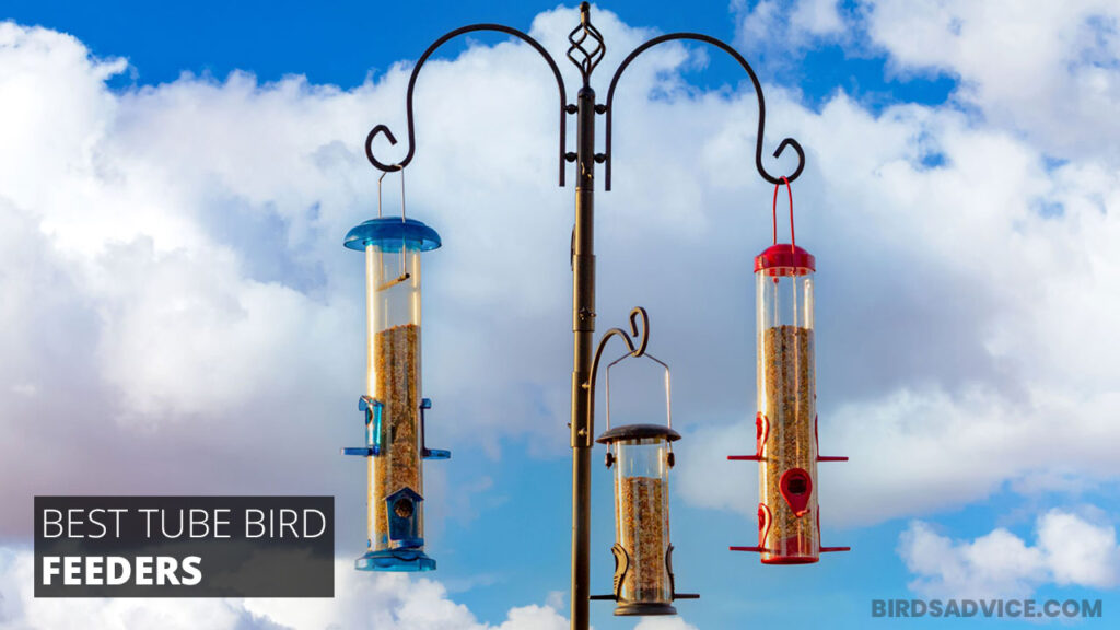 8 Best Tube Bird Feeders Birds Advice