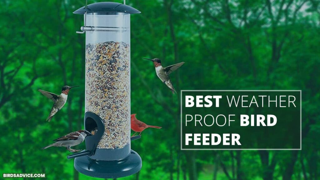 7 Best Weather Proof Bird Feeder Birds Advice