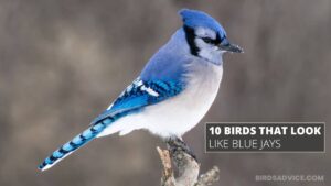 10 Birds That Look Like Blue Jays | Birds Advice