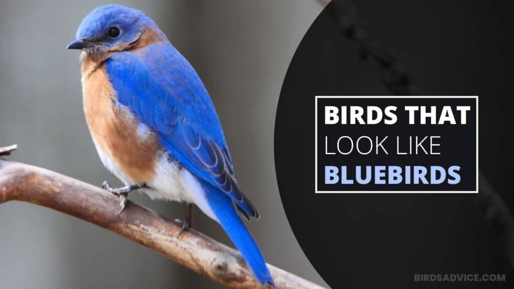6 Birds That Look Like Bluebirds Eastern Bluebird