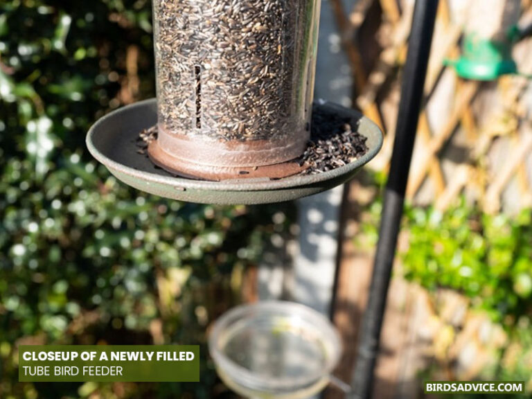 8 Best Tube Bird Feeders Birds Advice