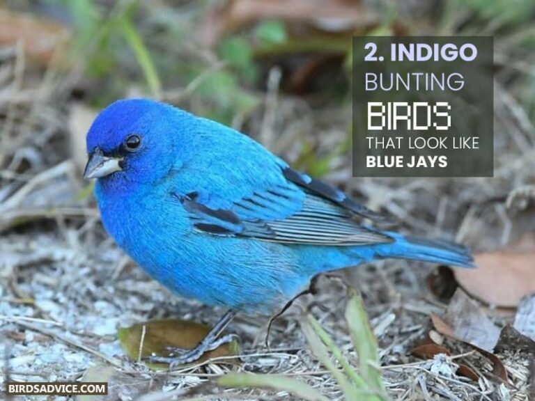 10 Birds That Look Like Blue Jays Birds Advice