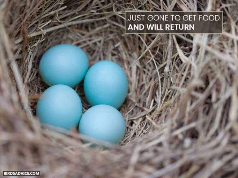 Why Do Bluebirds Abandon Their Eggs? Birds Advice