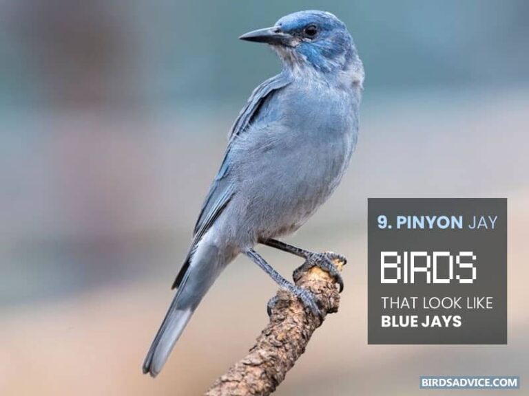 10 Birds That Look Like Blue Jays Birds Advice