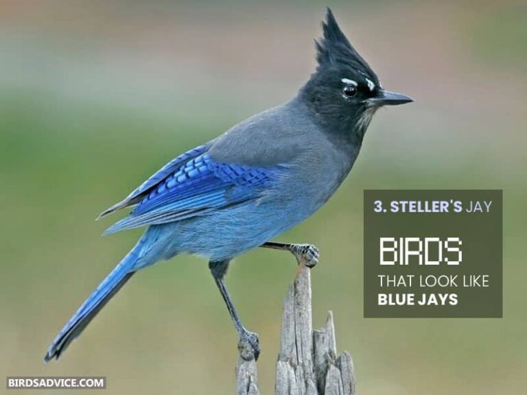 10 Birds That Look Like Blue Jays Birds Advice