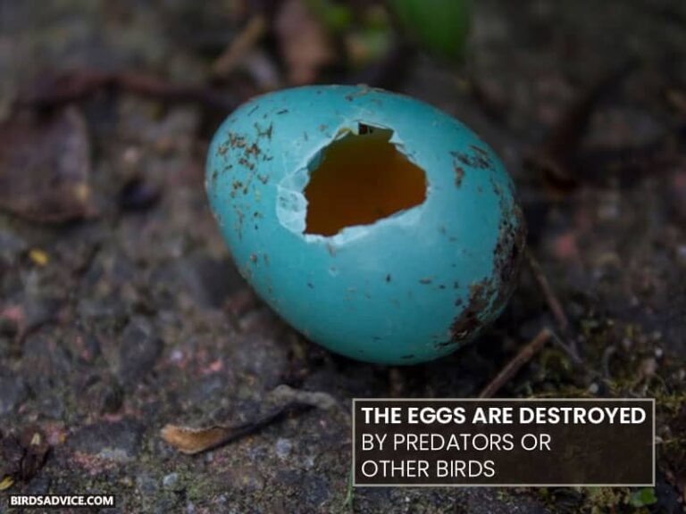 Why Do Bluebirds Abandon Their Eggs? Birds Advice