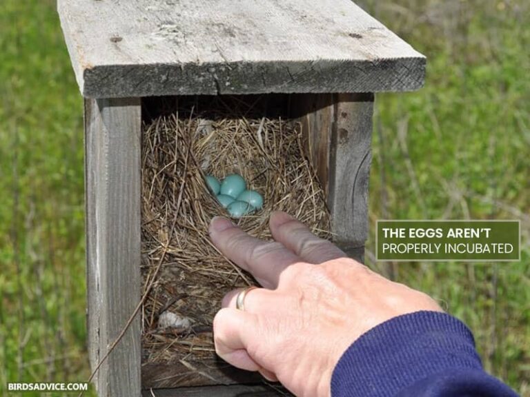 Why Do Bluebirds Abandon Their Eggs? Birds Advice