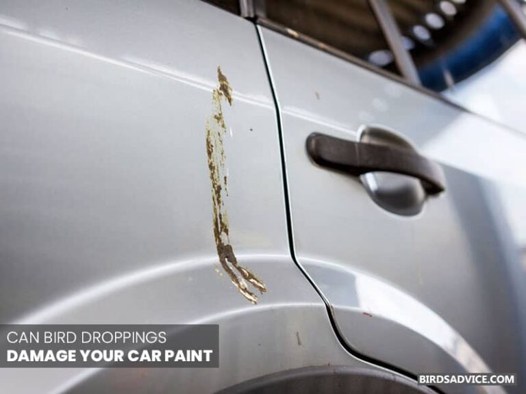 Why Do Birds Keep Pooping On My Car? Birds Advice