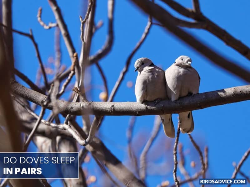 Do Doves Sleep In Pairs