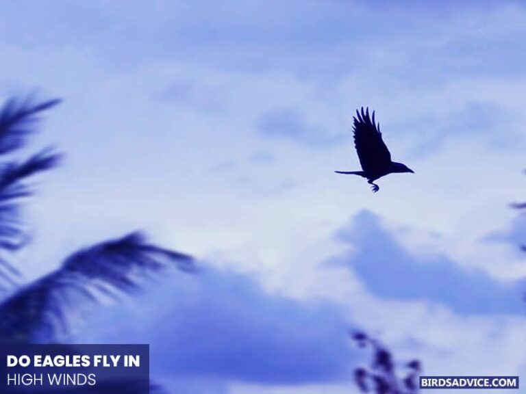 Why Do Eagles Fly In Circles? Birds Advice