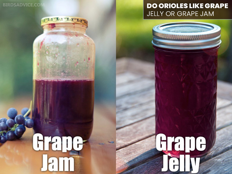 Do Orioles Like Grape Jelly Or Grape Jam