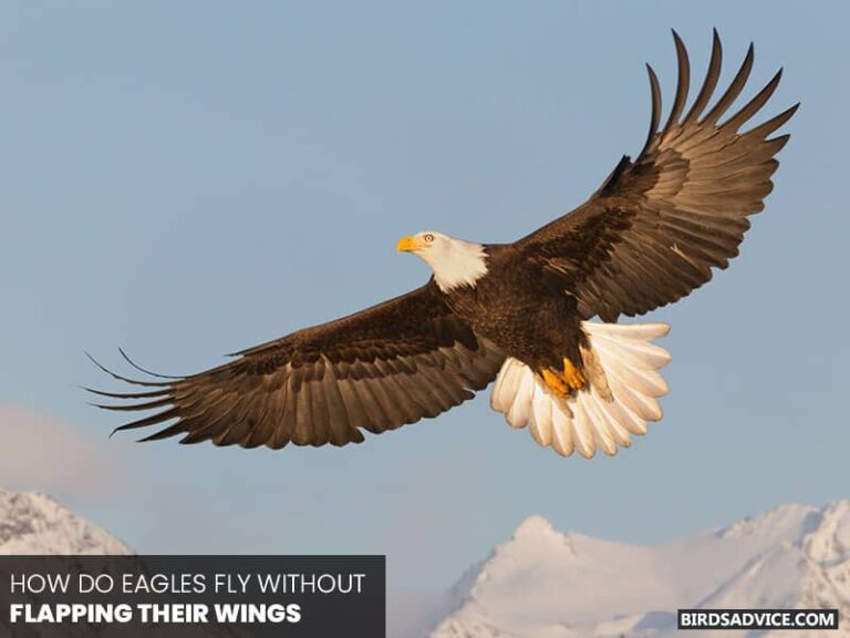 Why Do Eagles Fly In Circles? Birds Advice