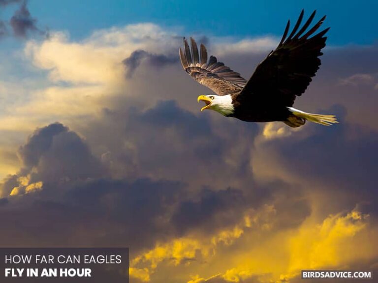 Why Do Eagles Fly In Circles? Birds Advice