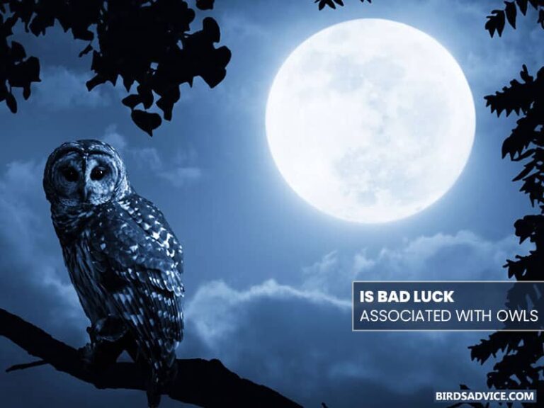 Why Are Owls Considered Wise? Birds Advice