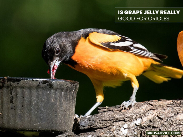 Why Do Orioles Like Grape Jelly? Birds Advice