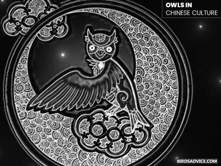 Why Are Owls Considered Wise? Birds Advice