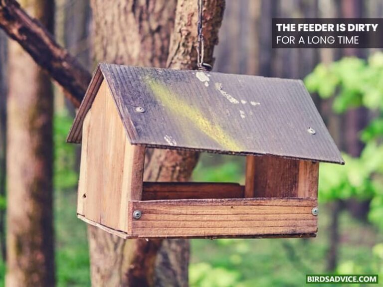 Why Aren’t Birds Coming To My Feeder? Birds Advice