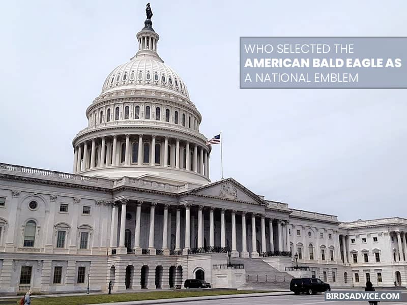 Who Selected The American Bald Eagle As A National Emblem