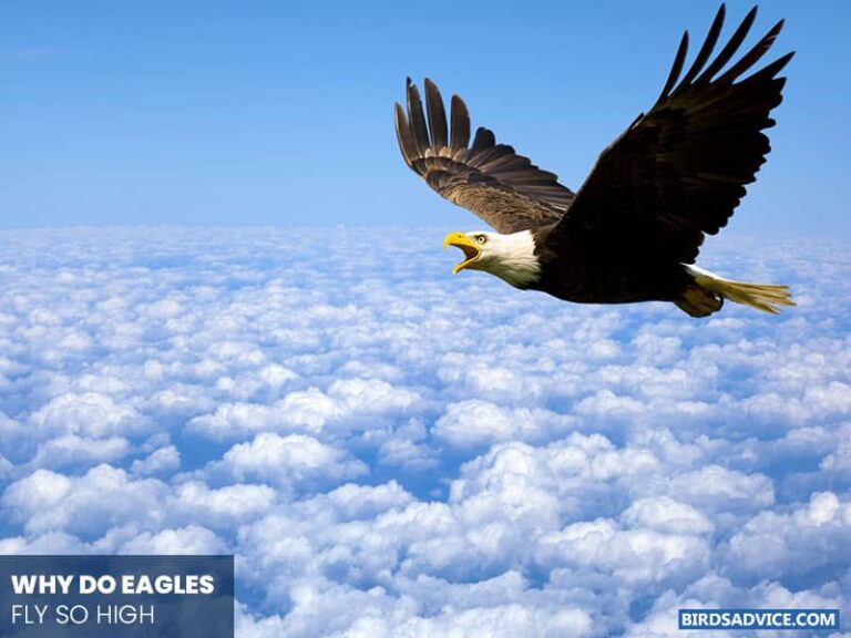 Why Do Eagles Fly In Circles? Birds Advice