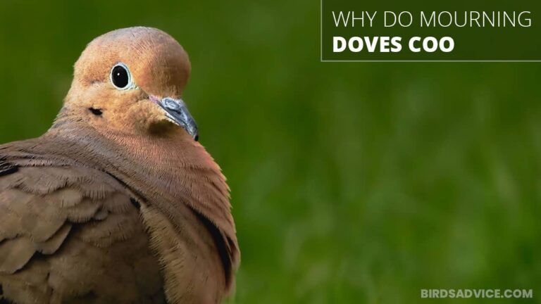 Why Do Mourning Doves Coo Birds Advice