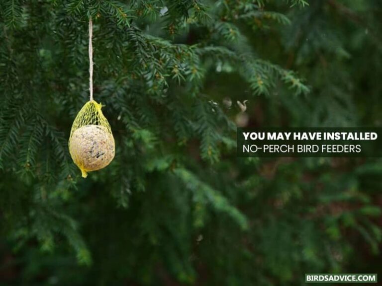 Why Aren’t Birds Coming To My Feeder? Birds Advice