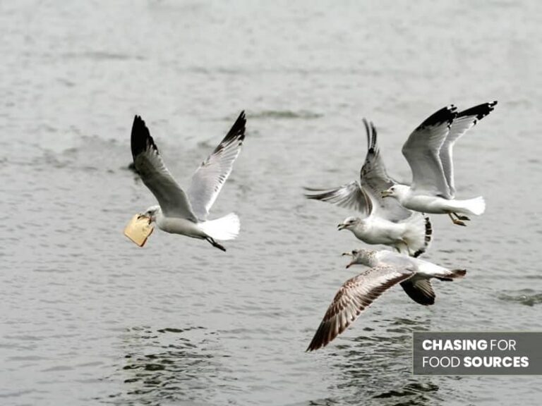 Why Do Birds Chase Each Other? Birds Advice