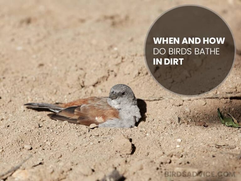 Why Do Birds Bathe In Dirt? Birds Advice