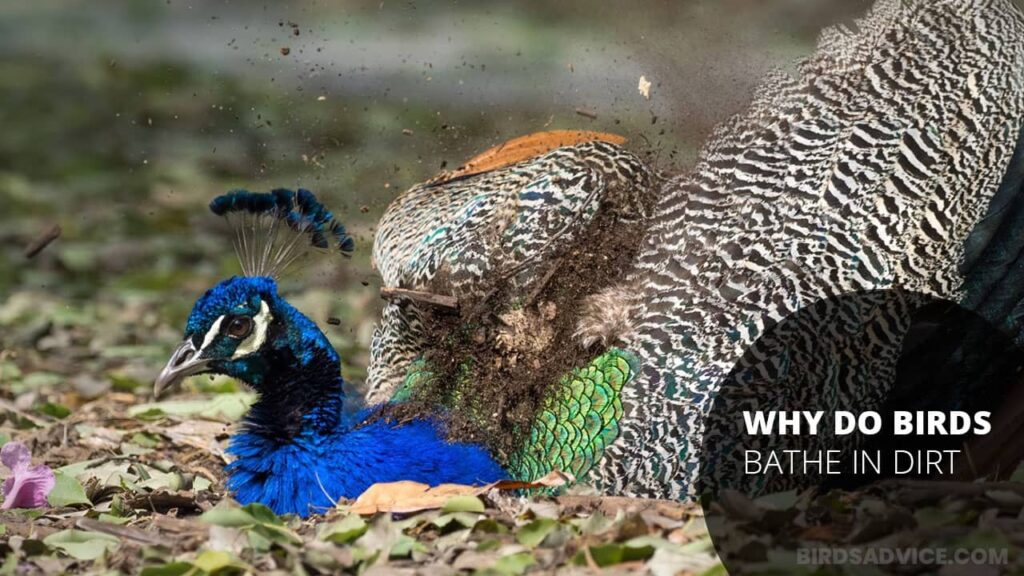 Why Do Birds Bathe In Dirt? Birds Advice