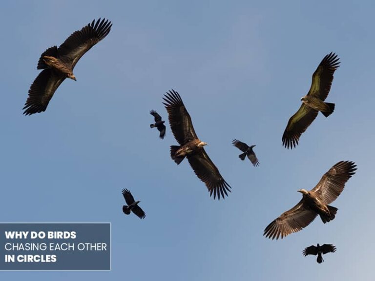 Why Do Birds Chase Each Other? Birds Advice
