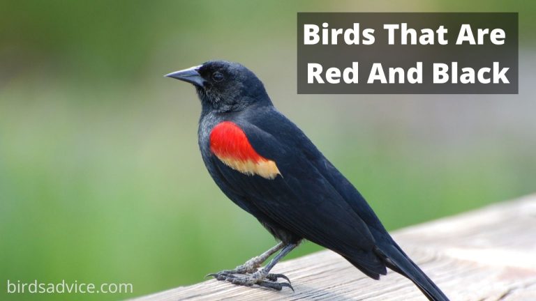 11 Birds That Are Red And Black (Inc. Awesome Photos)
