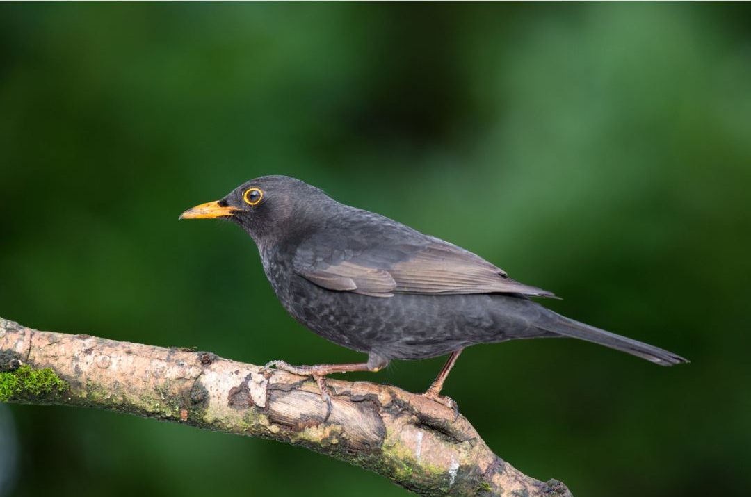 9 Black Birds With Yellow Beaks (Inc. Awesome Photos)