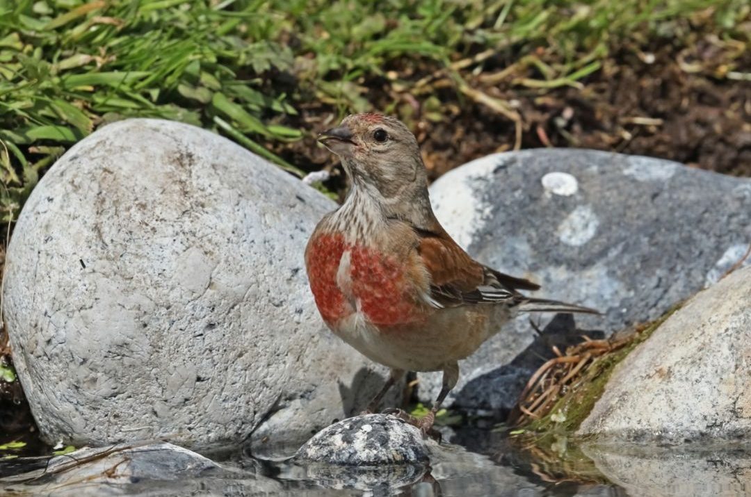 11 Small Birds With Red Breasts (Inc. Awesome Photos) Birds Advice