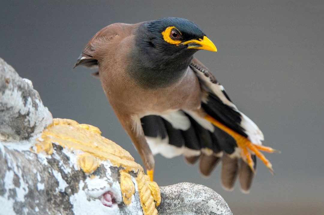 9 Black Birds With Yellow Beaks (Inc. Awesome Photos)