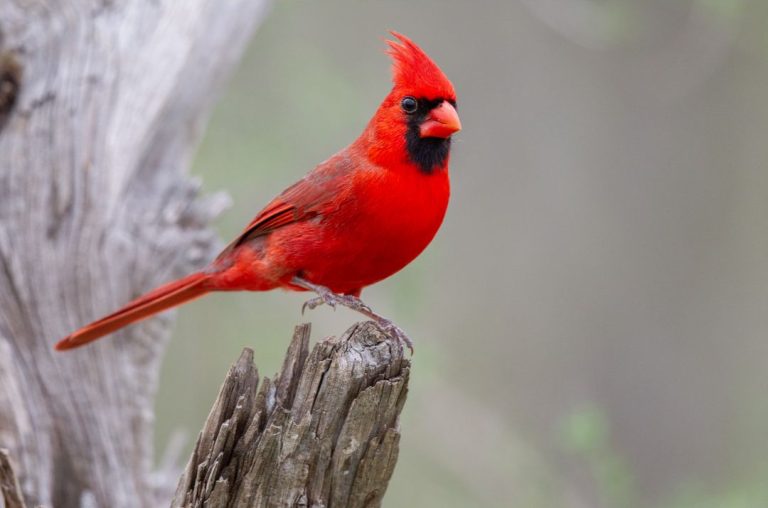 11 Birds That Are Red And Black (Inc. Awesome Photos) Advice for Life