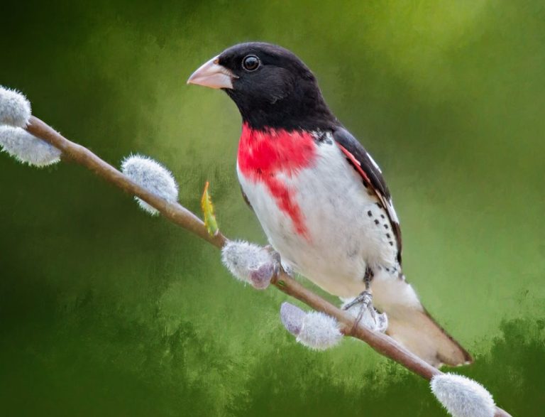 12 Small Black And White Birds (Inc. Awesome Photos) Birds Advice