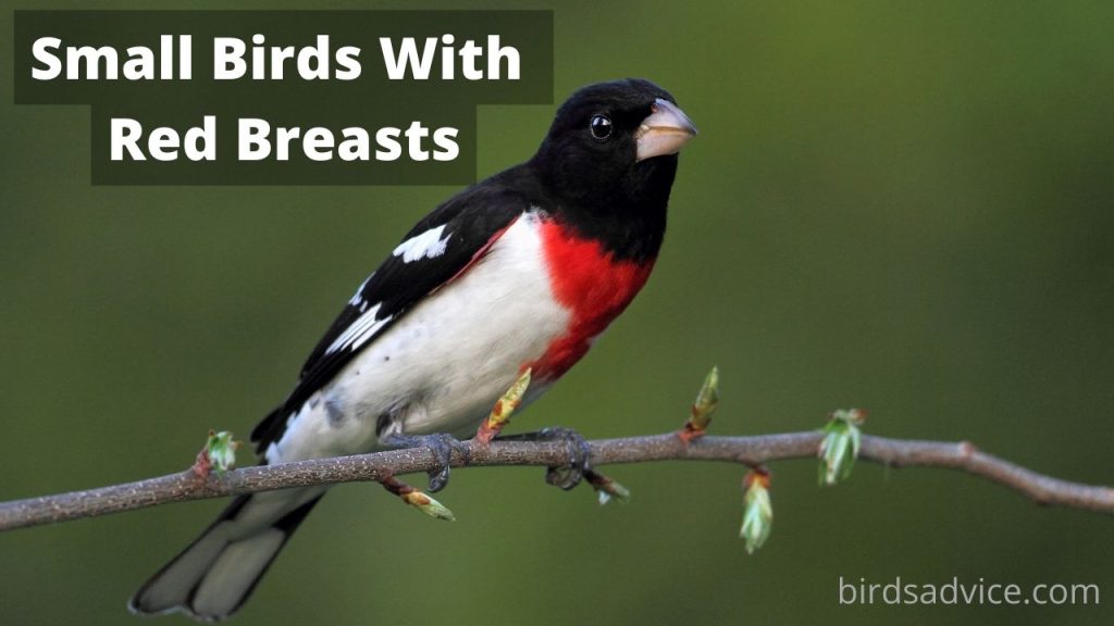 11 Small Birds With Red Breasts (Inc. Awesome Photos) Birds Advice