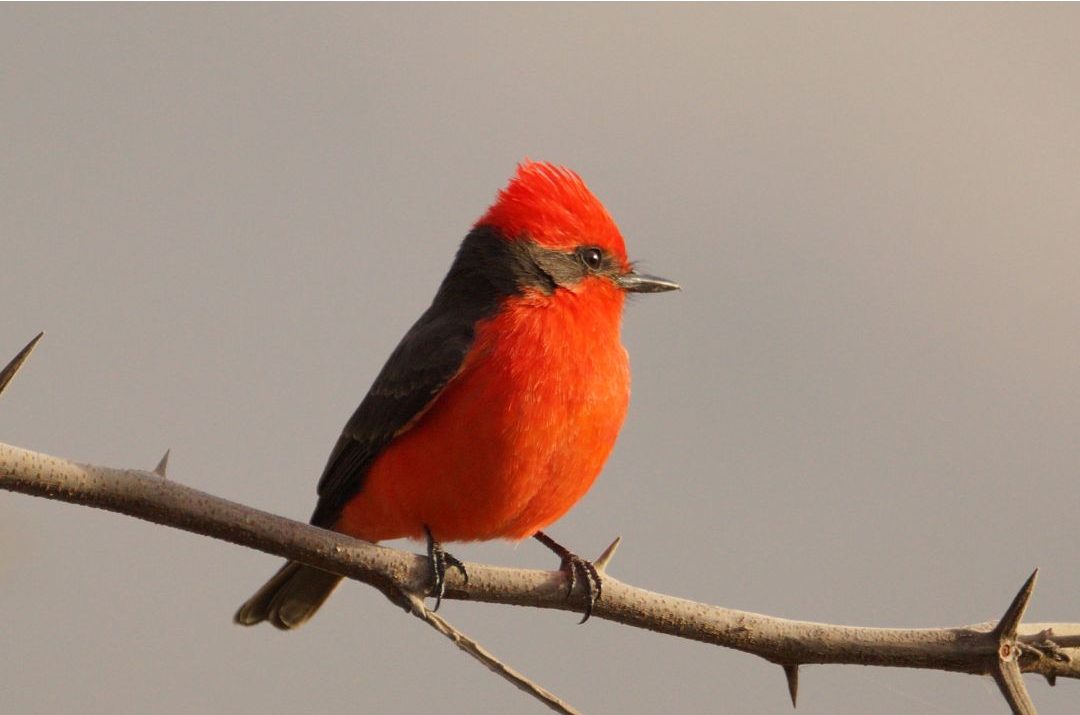 18 Birds That Are Orange And Black (Inc. Awesome Photos)